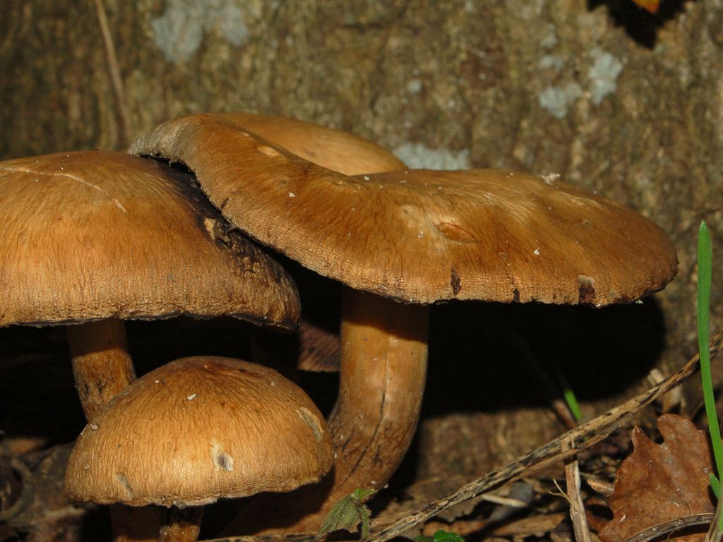 Psathyrella lacrymabunda